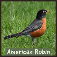 American Robin